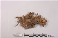 藏品(牛皮葉屬)的圖片